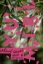 تصویر  آخرین ایستگاه (رقعی-شمیز)